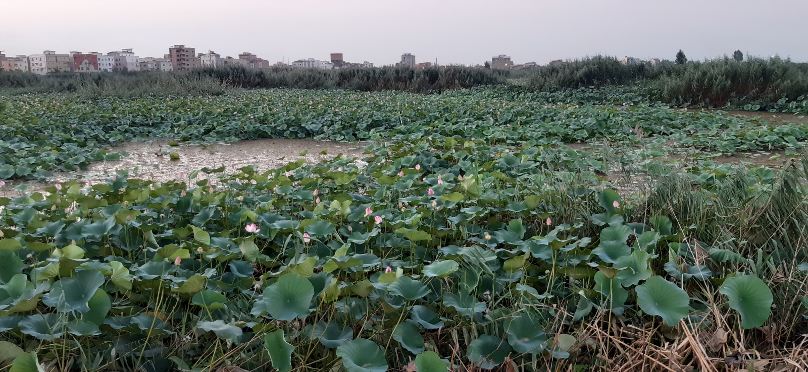برکه نیلوفر آبی