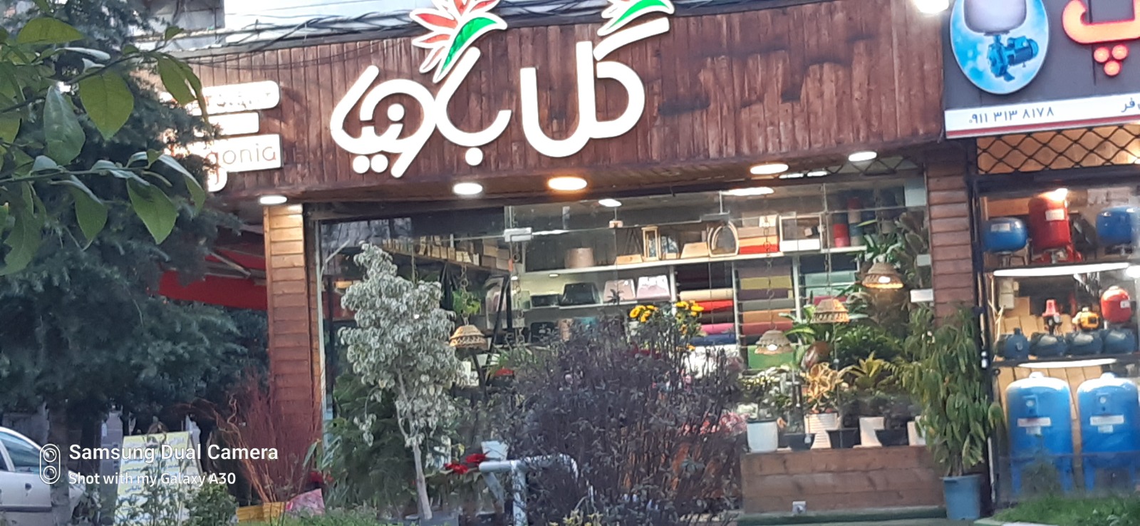 گل باونیا